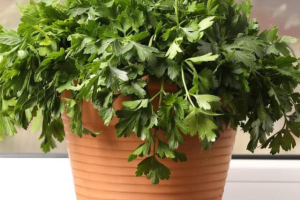 Top 7 Indoor Plants With Edible Leaves