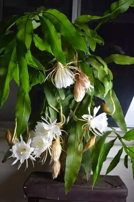 Tissue culture industry in Maharashtra seeks reforms in certification cost and grievance redressal | Pune News